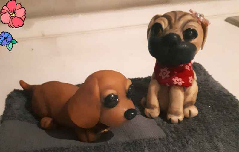 PET COLLEZIONE 